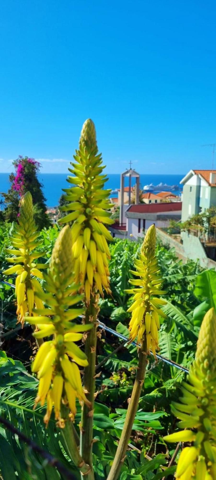 Villa Catanho Funchal  Exteriör bild